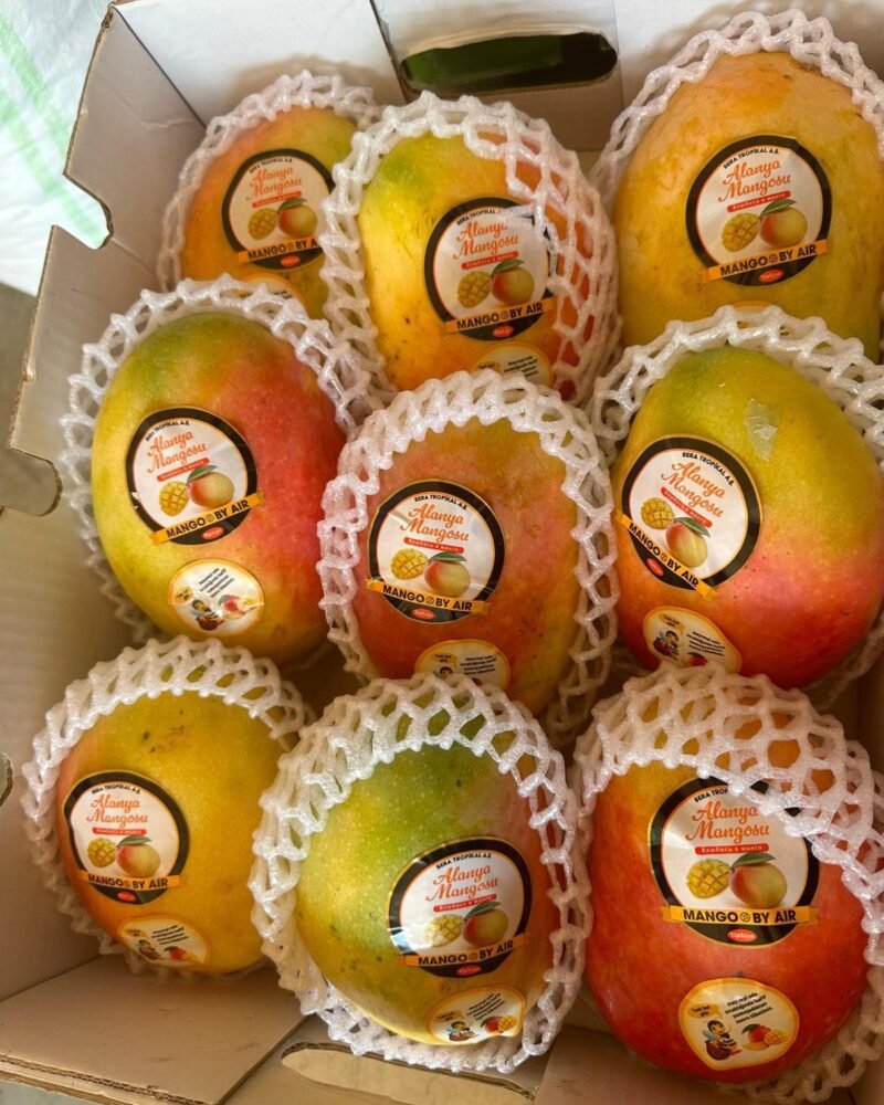 Ejder Mango Koruma Filesi